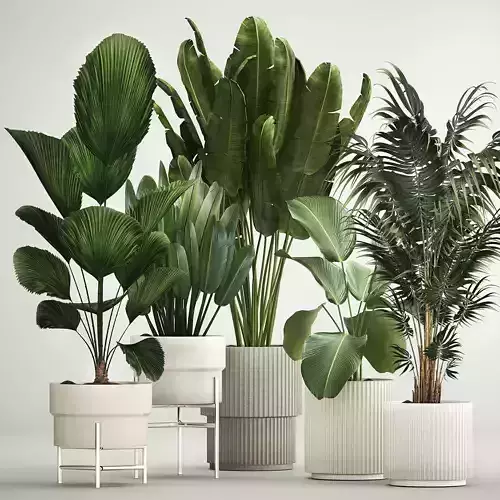Set of plants in pots from Likuala Strelitzia palm 1199