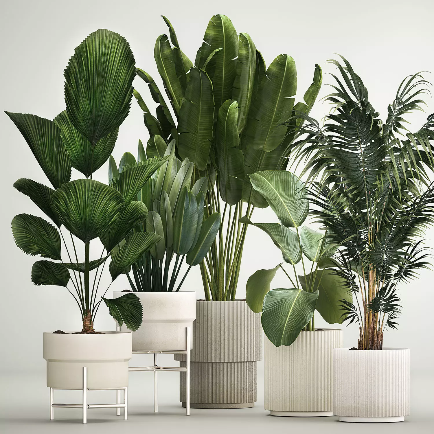 Set of plants in pots from Likuala Strelitzia palm 1199 3D model