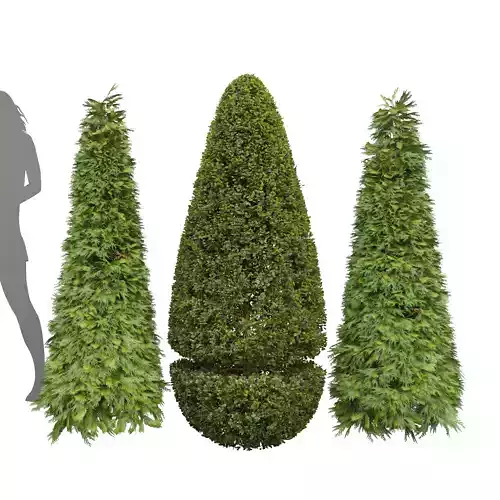 Bonsai Pruned Evergreen Shrubs Golden Globe Dwarf Thuja Free 3D model