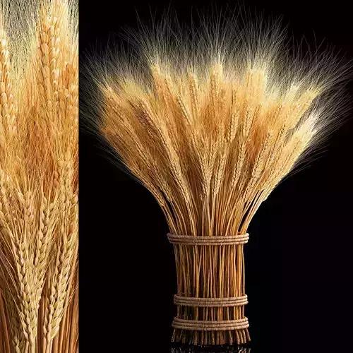 Bouquet of dried flowers from spikelets of wheat 287 3D model