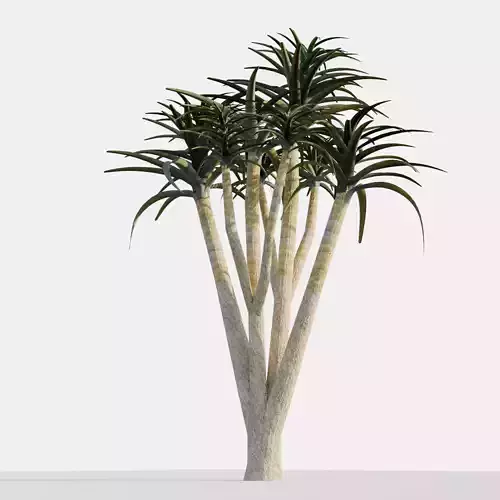 Aloe Tree