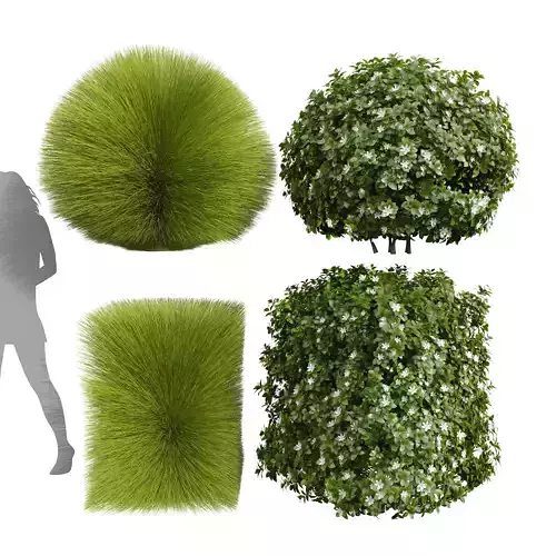 Houttuynia augusta Gardenia Maiden Grass Miscanthus sinensis 3D model