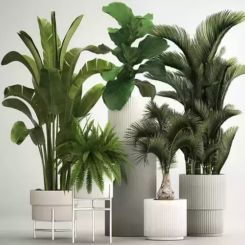 Set of plants in pots from Strelitzia palm ficus 1200