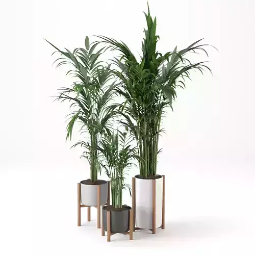 Decorative Kentia Plant Set