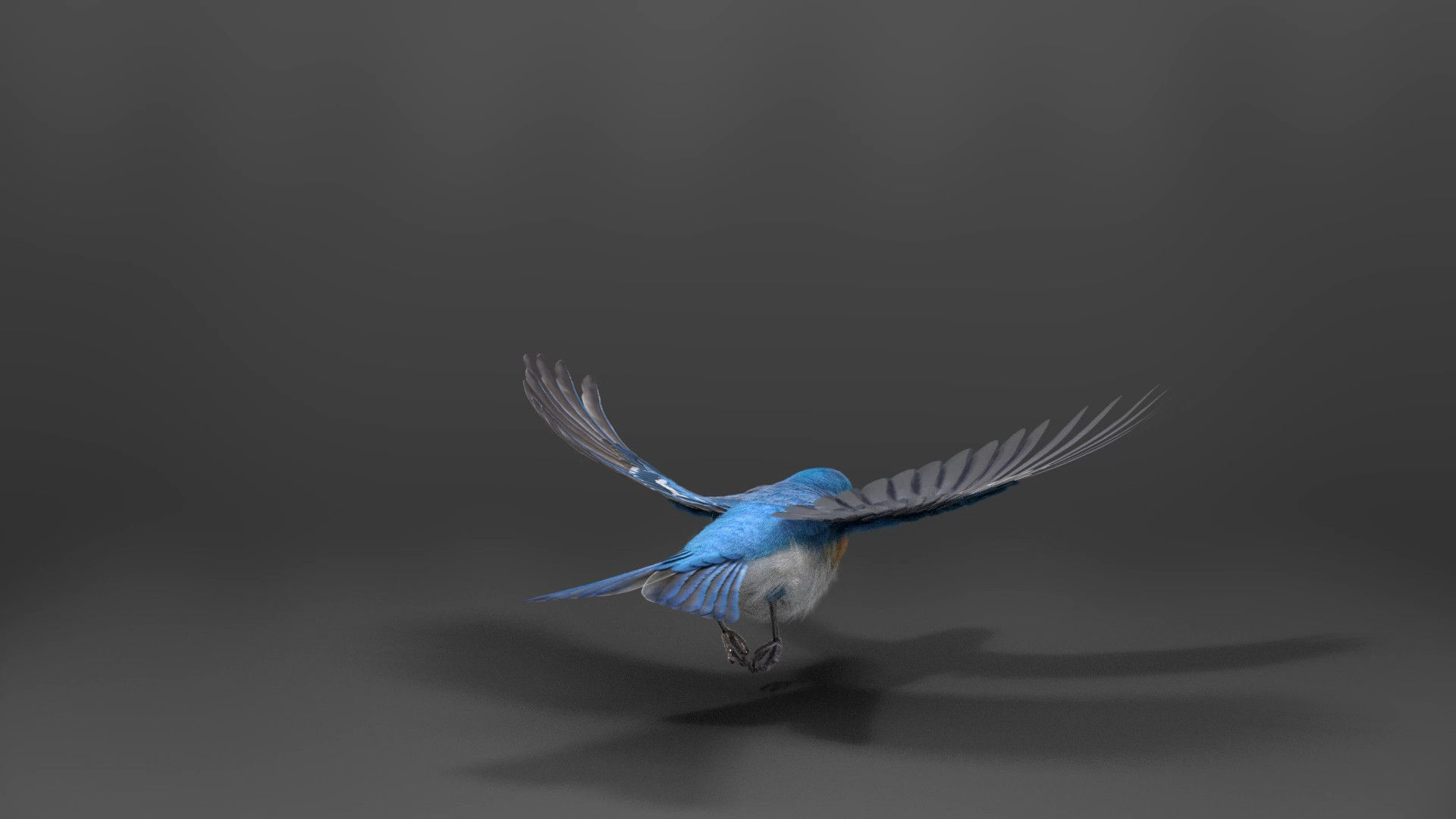 Lazuli Bunting Bird Animated VFX Grace 3D model_10