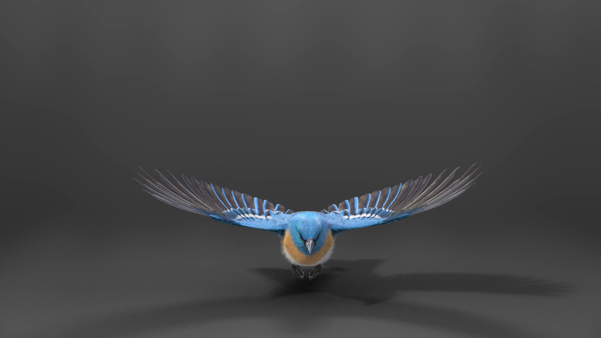 Lazuli Bunting Bird Animated VFX Grace 3D model_6