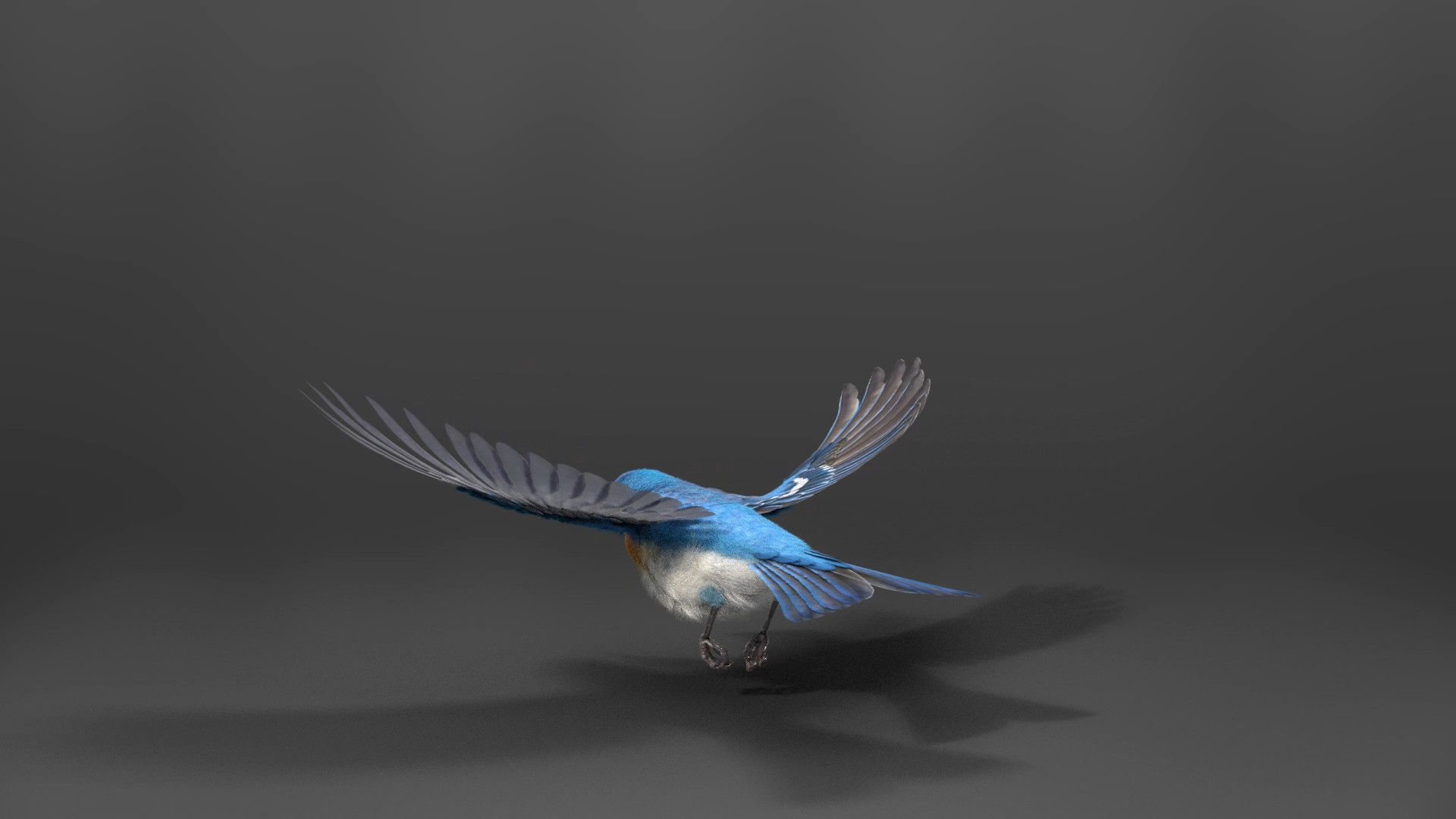 Lazuli Bunting Bird Animated VFX Grace 3D model_11