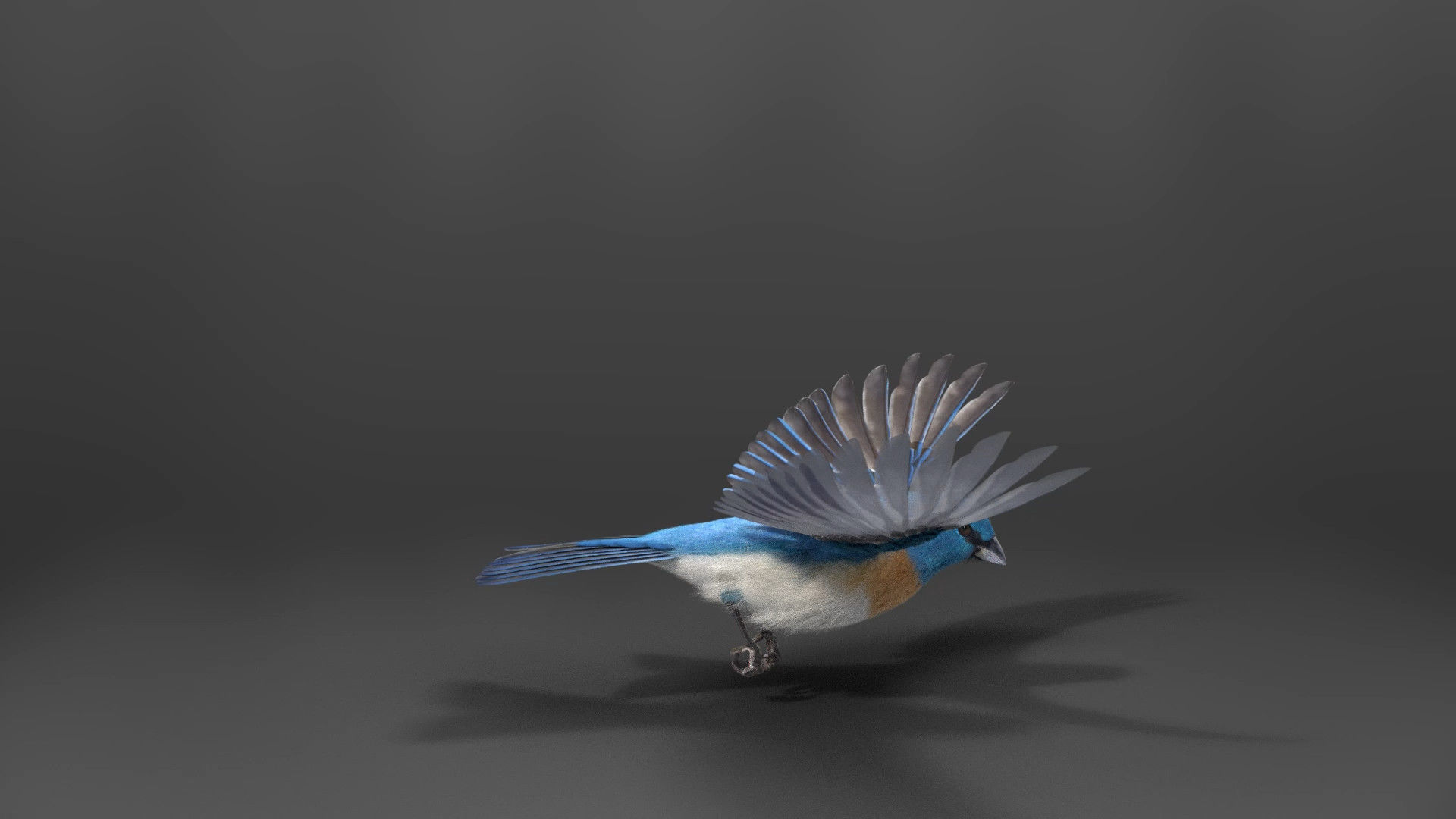 Lazuli Bunting Bird Animated VFX Grace 3D model_9