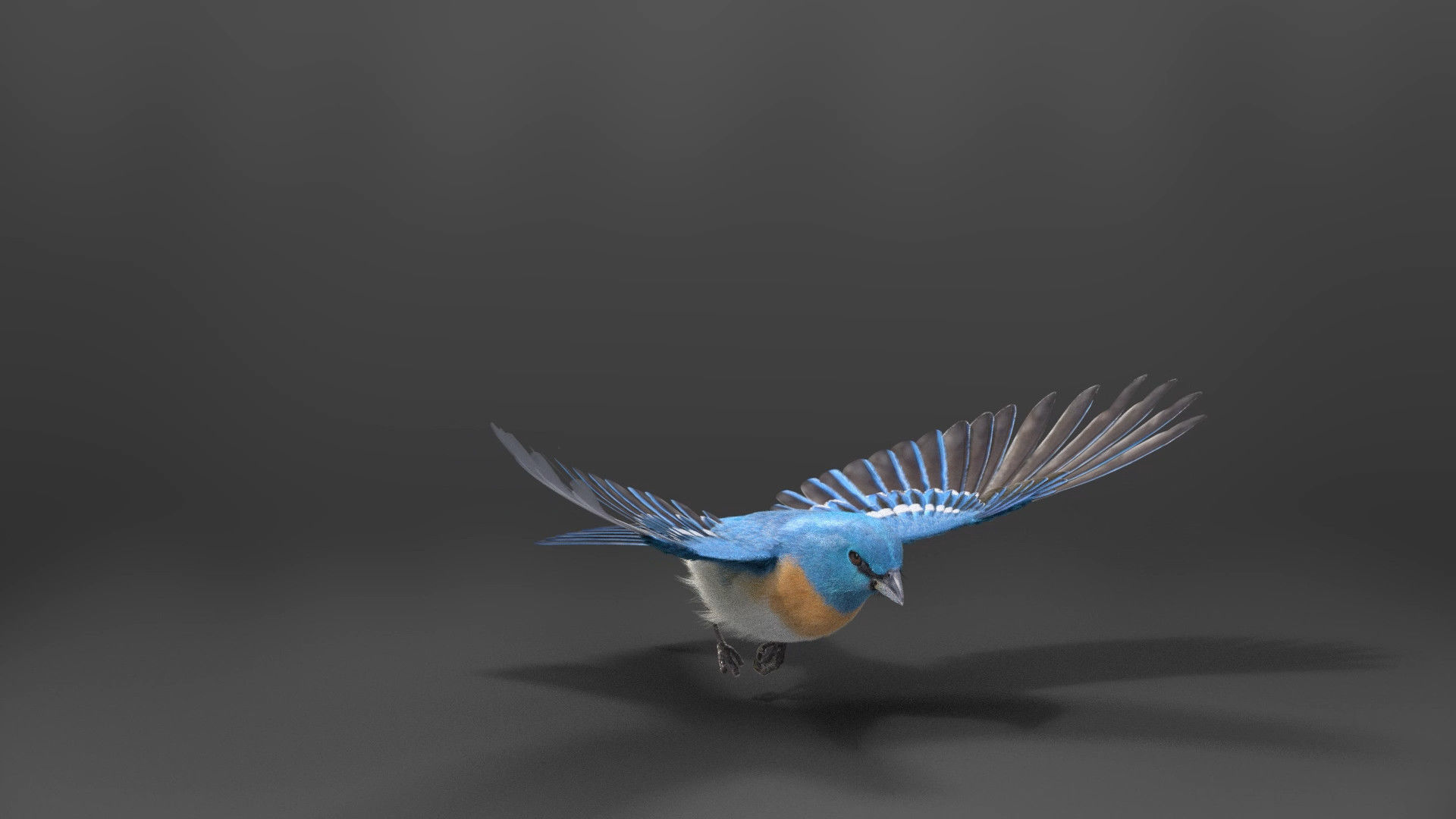 Lazuli Bunting Bird Animated VFX Grace 3D model_8