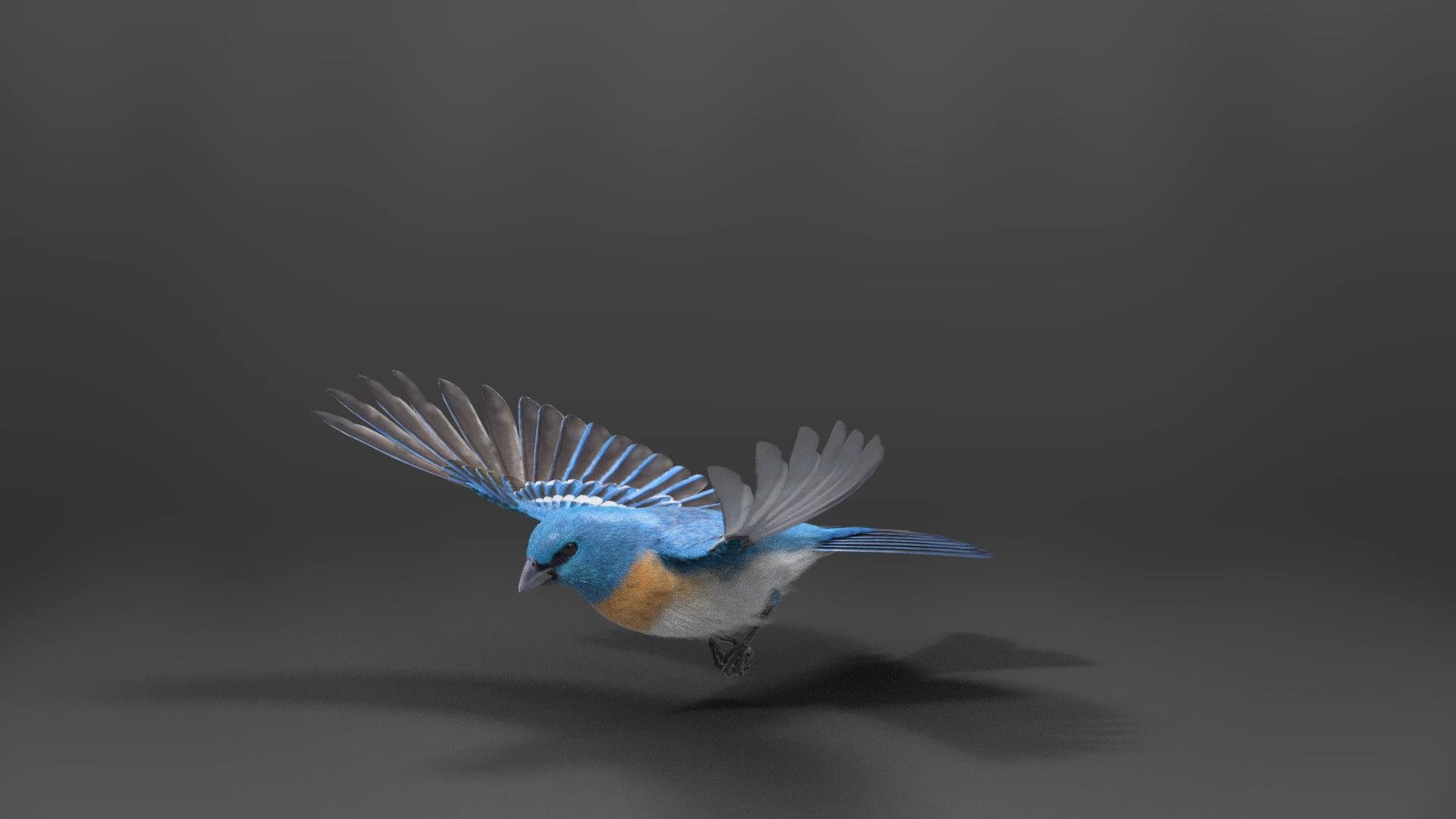 Lazuli Bunting Bird Animated VFX Grace 3D model_7
