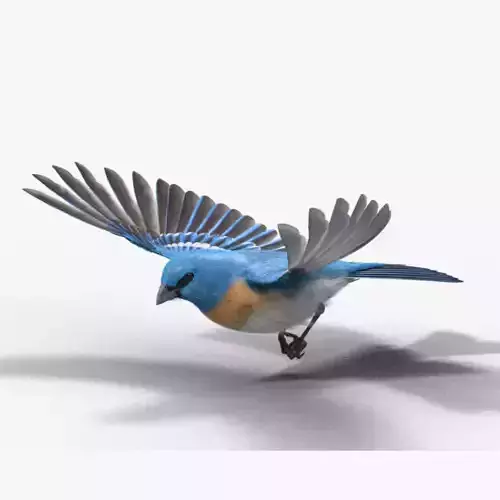 Lazuli Bunting Bird Animated VFX Grace 3D model