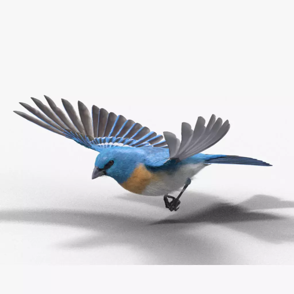 Lazuli Bunting Bird Animated VFX Grace 3D model_0