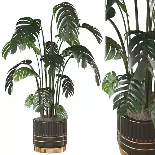 Swiss Cheese Plant In Pot