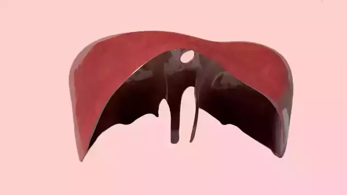 Human Organs 3D Model with Skeleton Character Low-poly 3D model