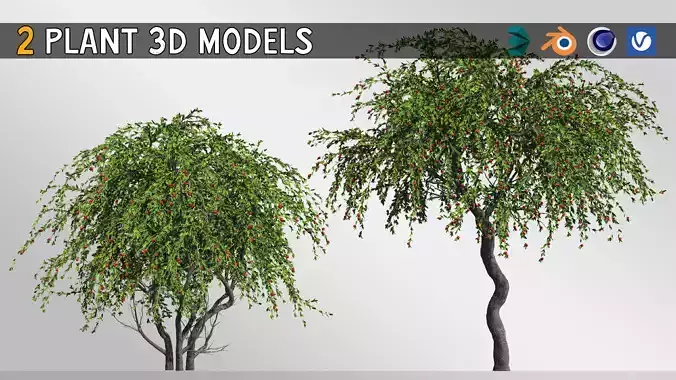 2 Cotoneaster Salicifolius  plant 