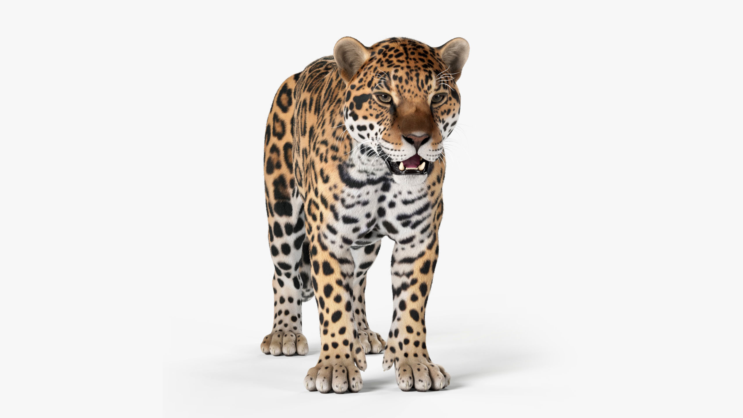 Jaguar For Production 3D model_8