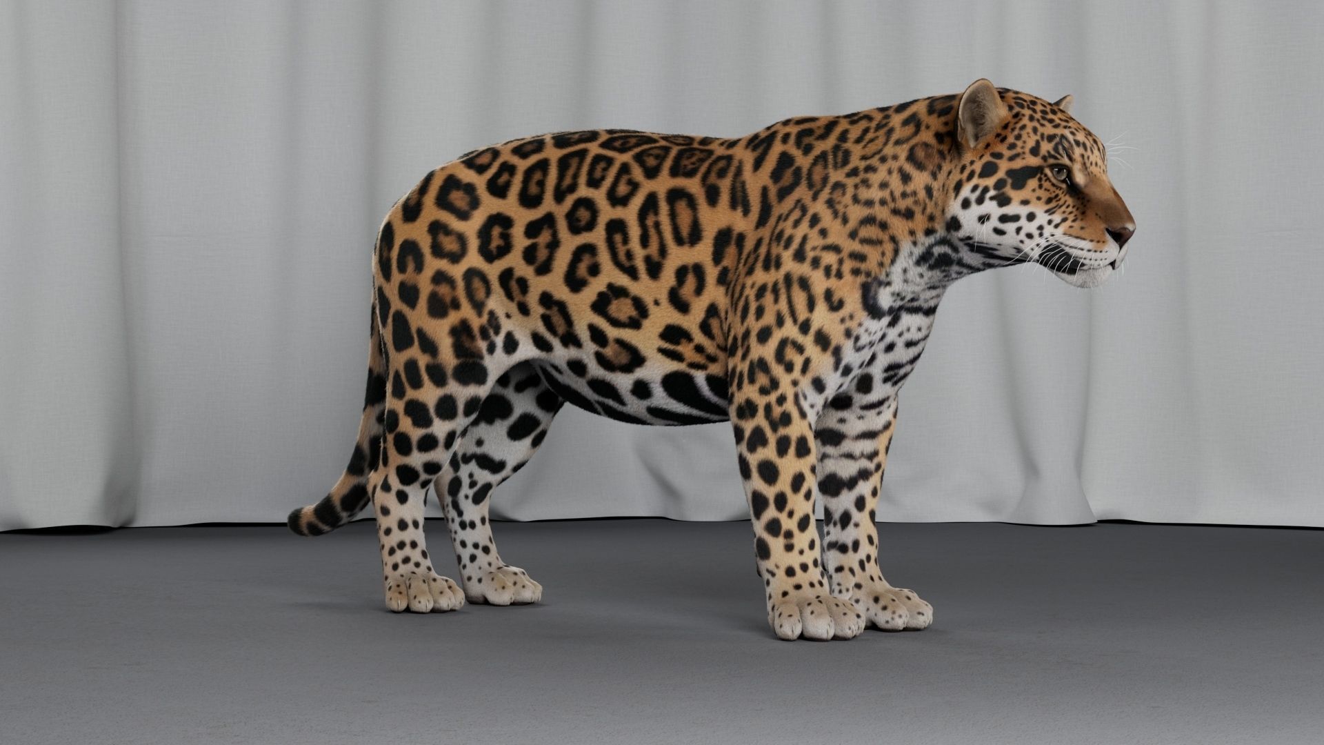 Jaguar For Production 3D model_21