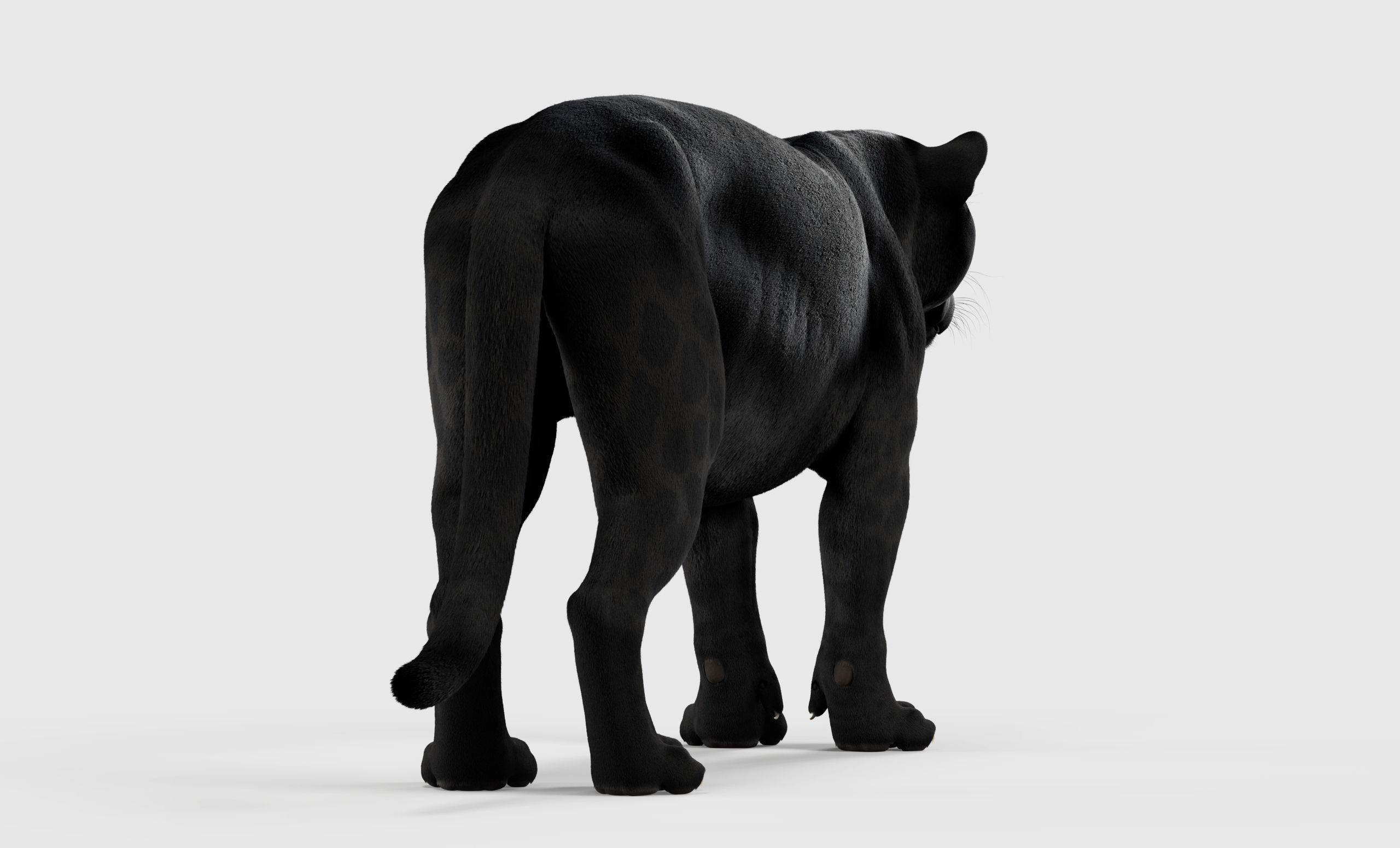 Jaguar For Production 3D model_48