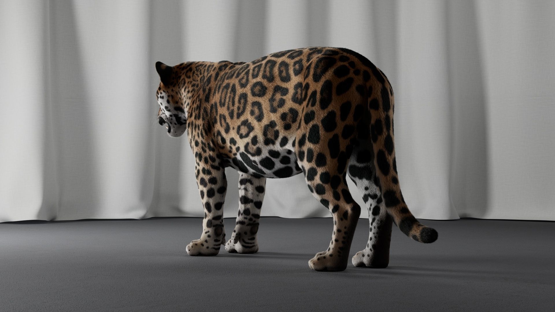 Jaguar For Production 3D model_30