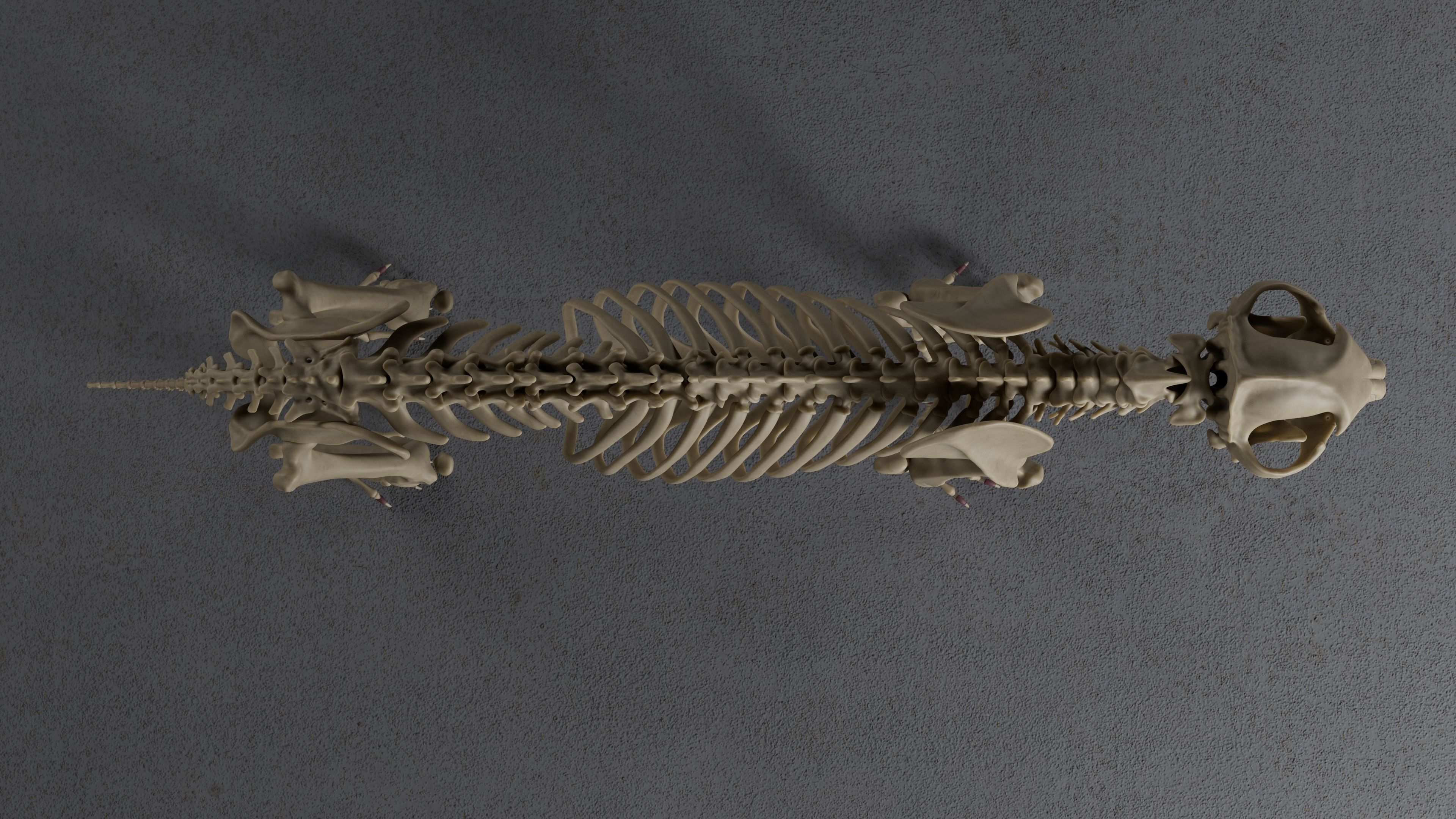 Jaguar For Production 3D model_19