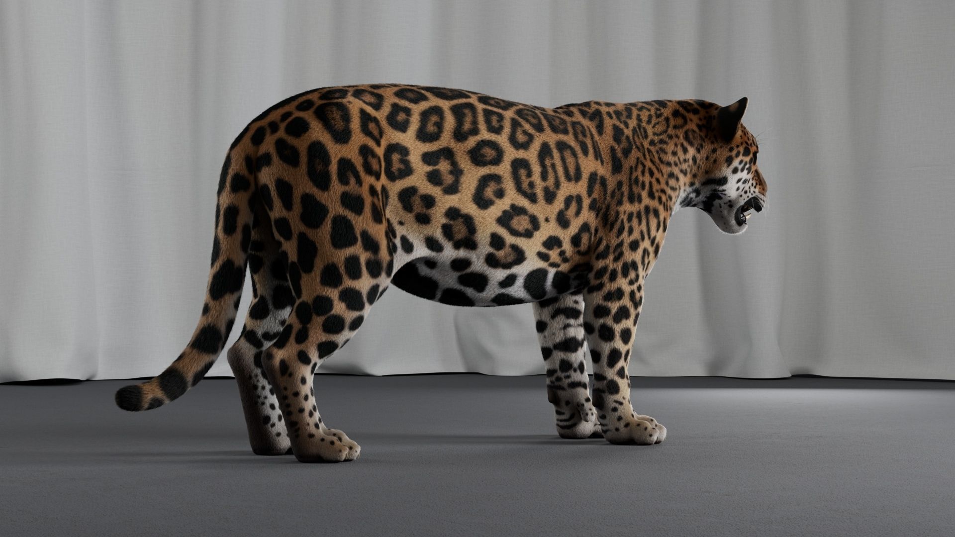 Jaguar For Production 3D model_34