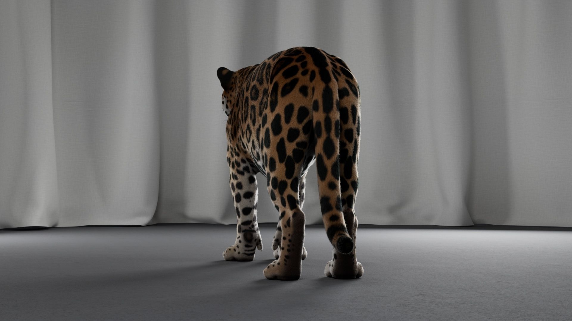 Jaguar For Production 3D model_29