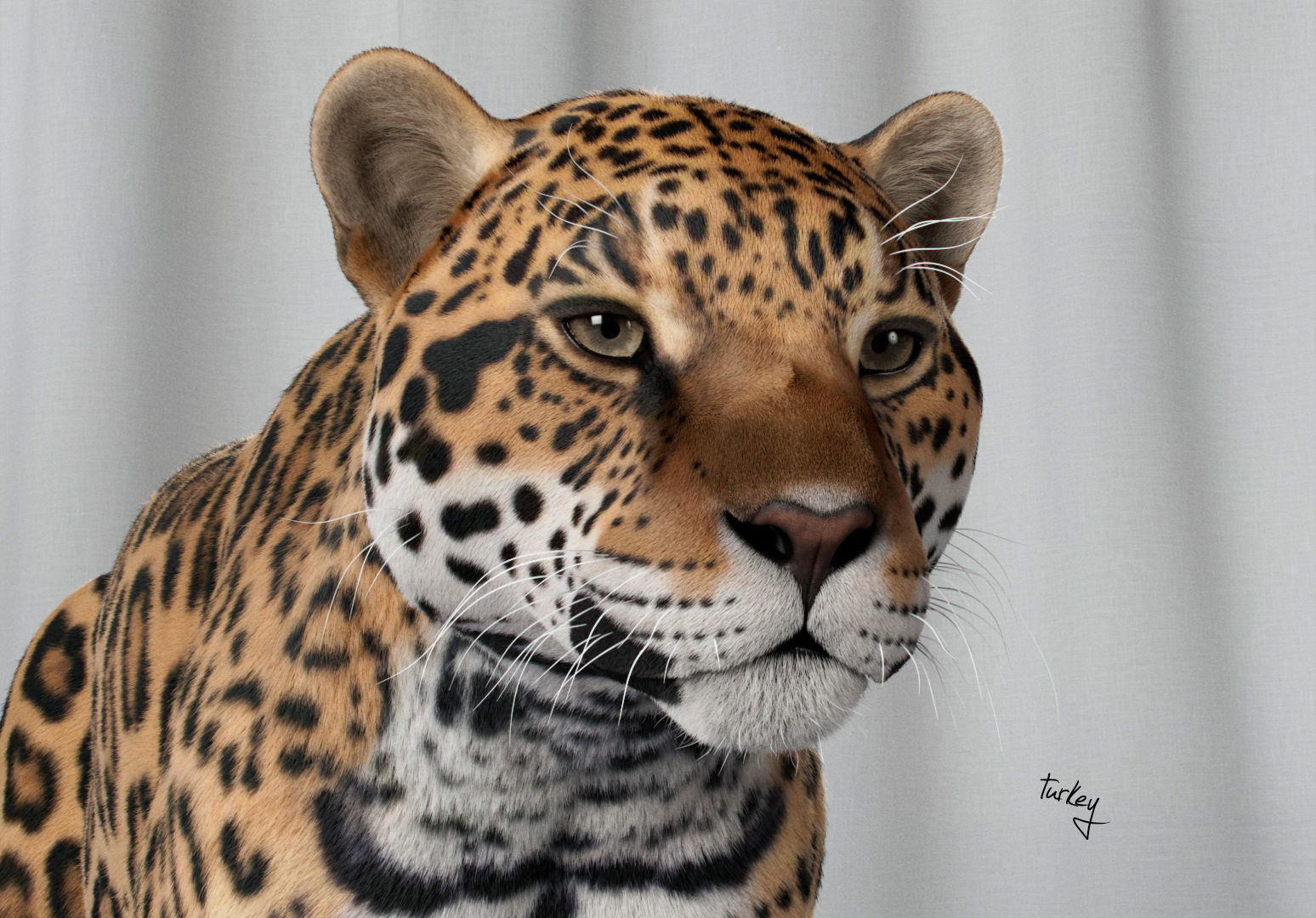 Jaguar For Production 3D model_41