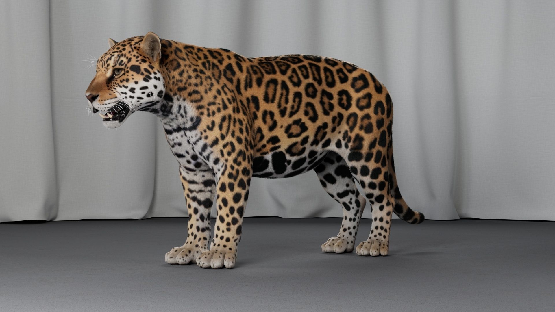Jaguar For Production 3D model_25
