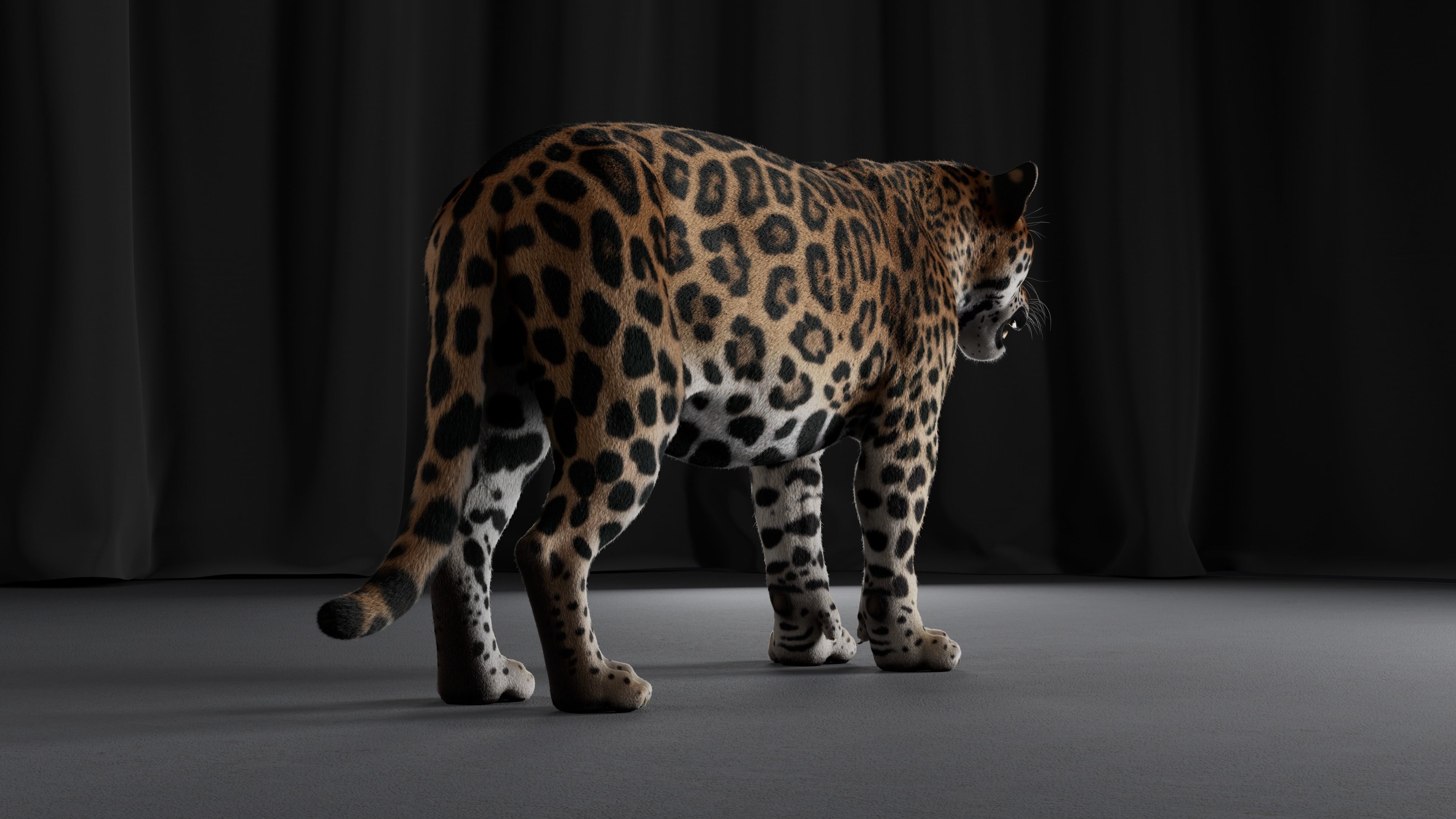 Jaguar For Production 3D model_23