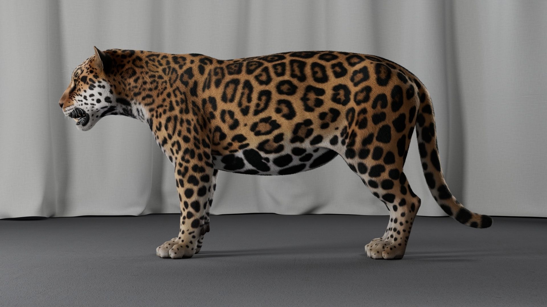Jaguar For Production 3D model_26