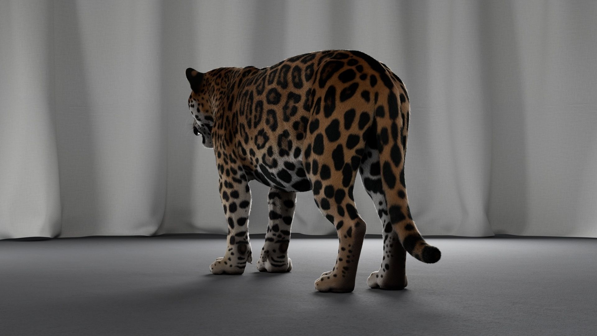 Jaguar For Production 3D model_28