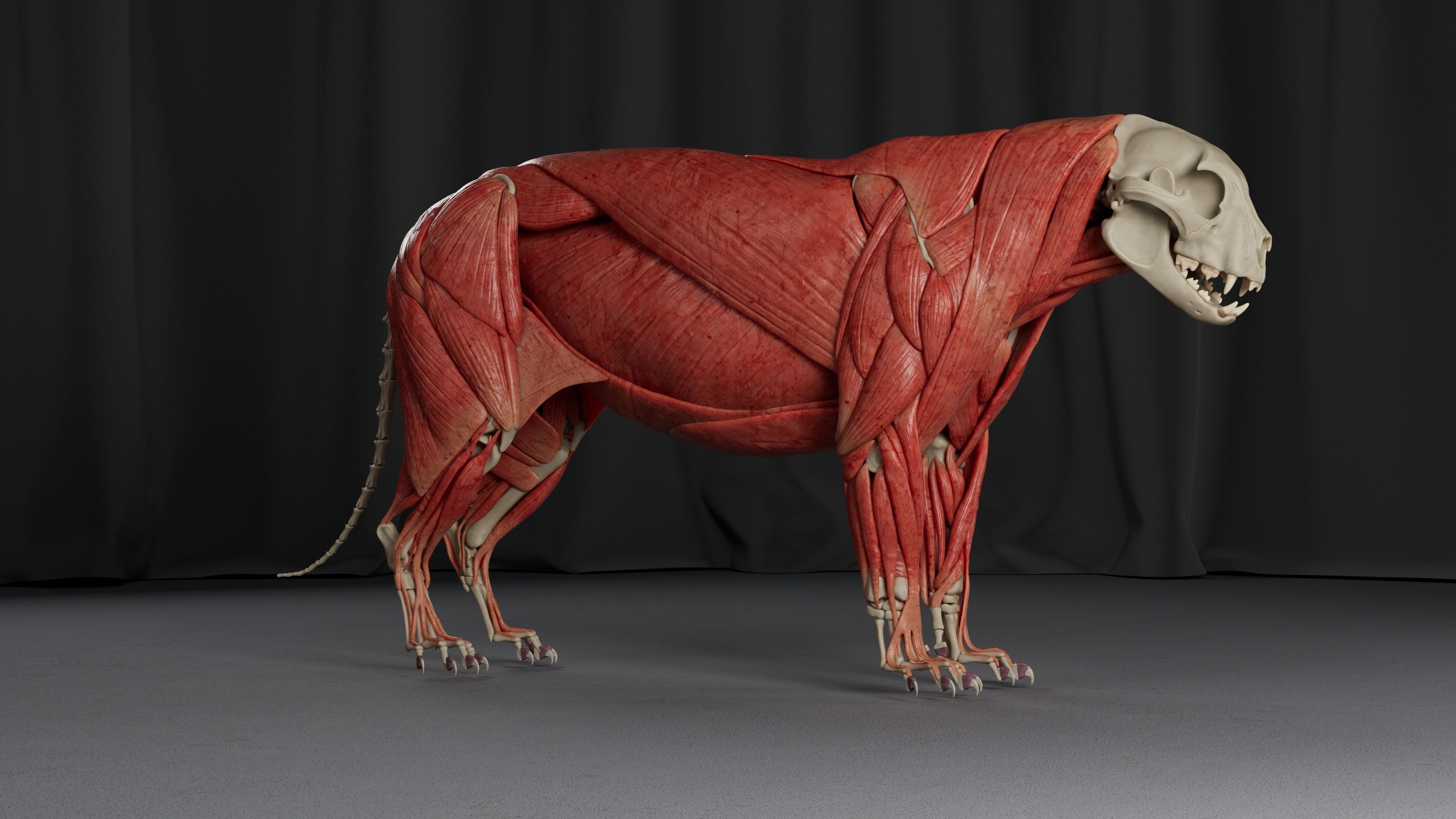 Jaguar For Production 3D model_11