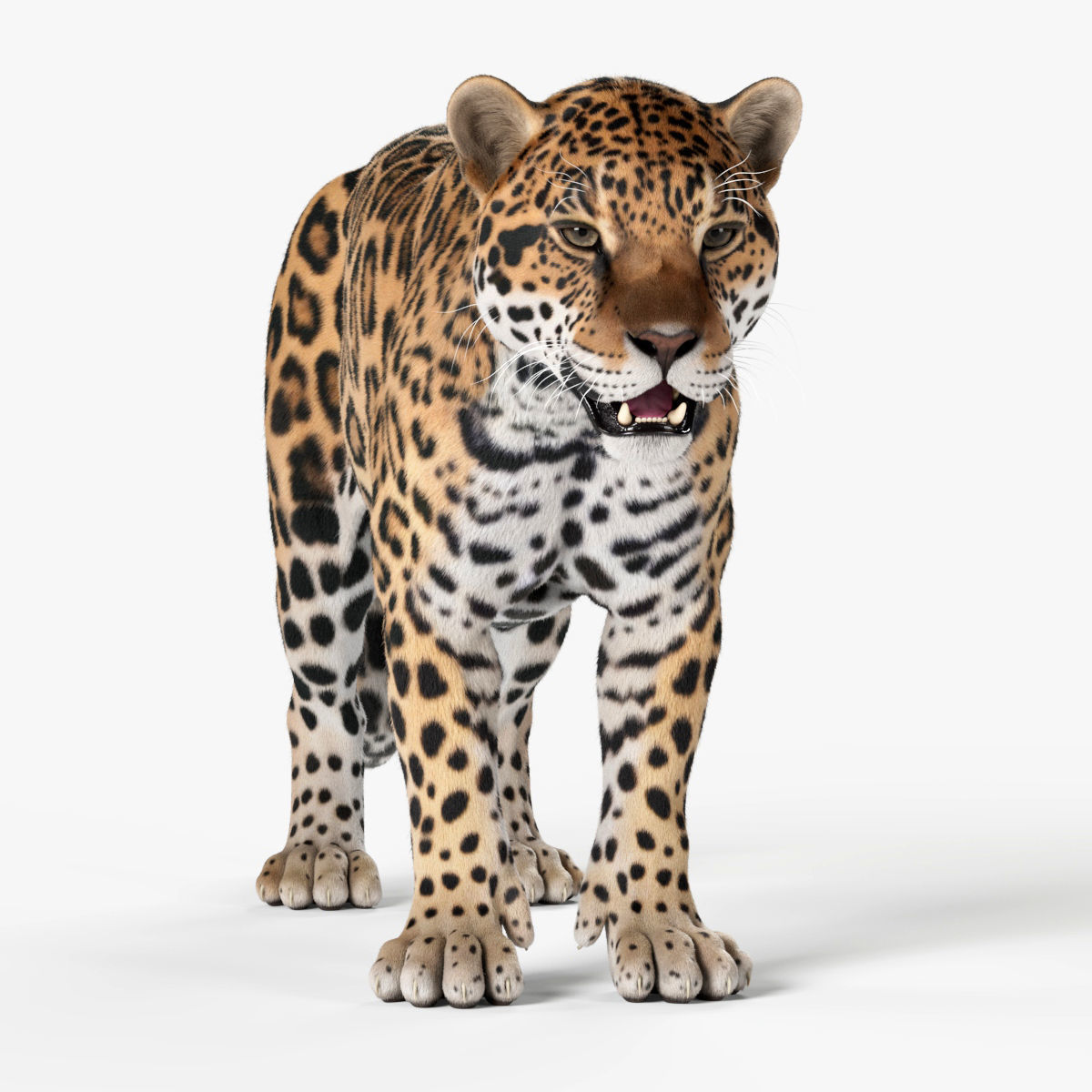 Jaguar For Production 3D model_14