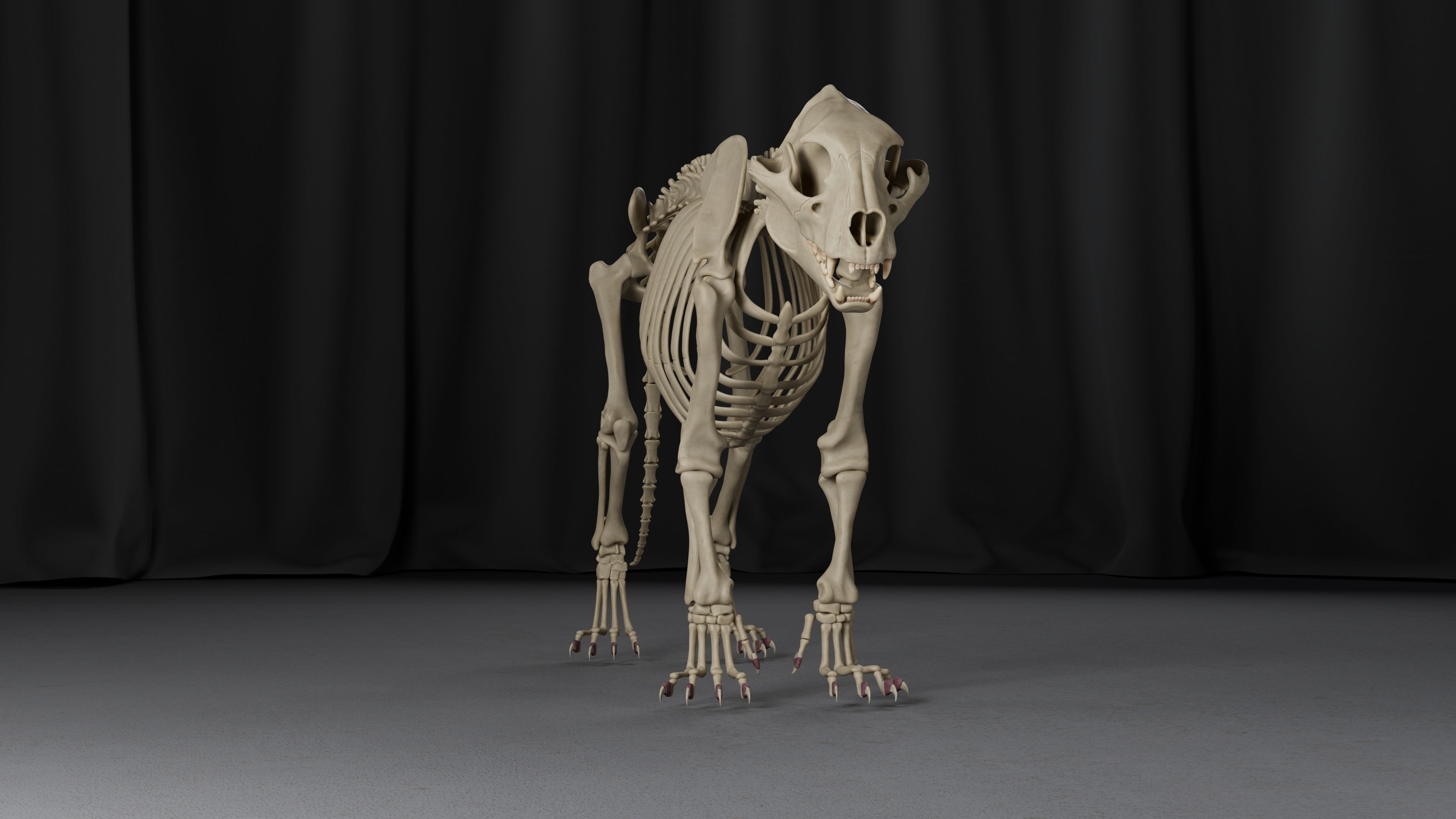 Jaguar For Production 3D model_16