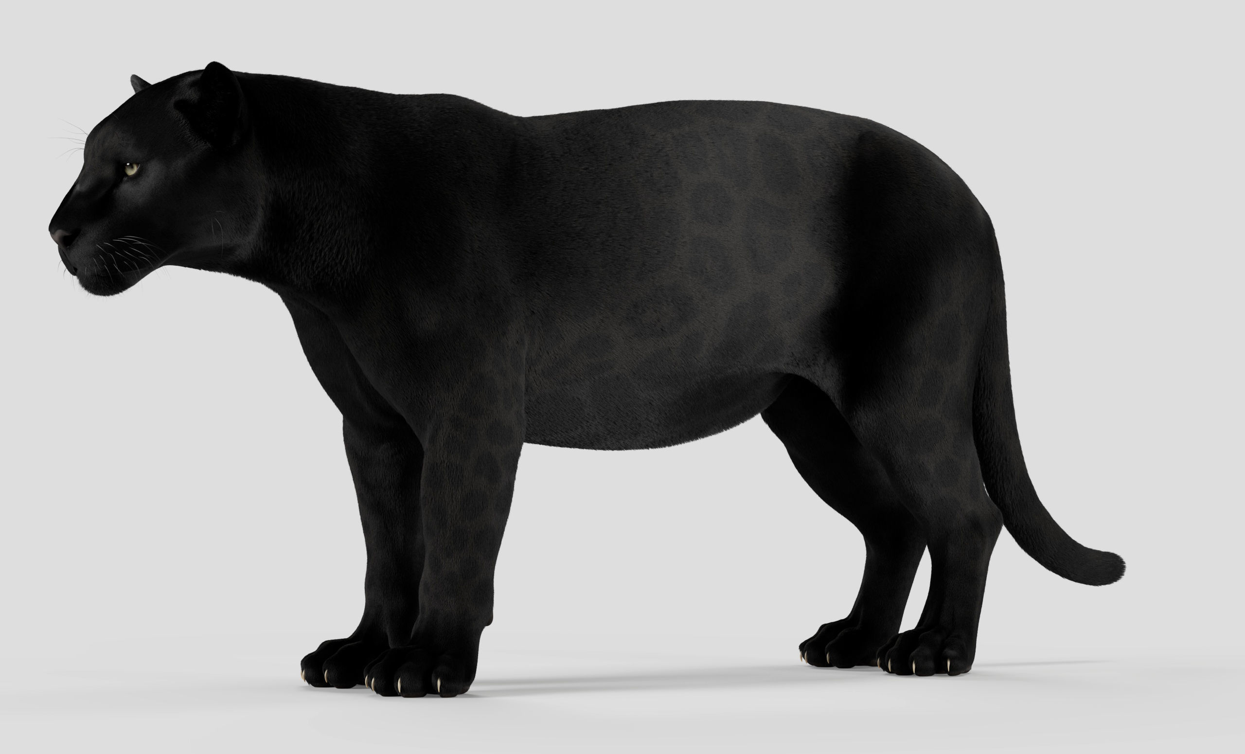 Jaguar For Production 3D model_44