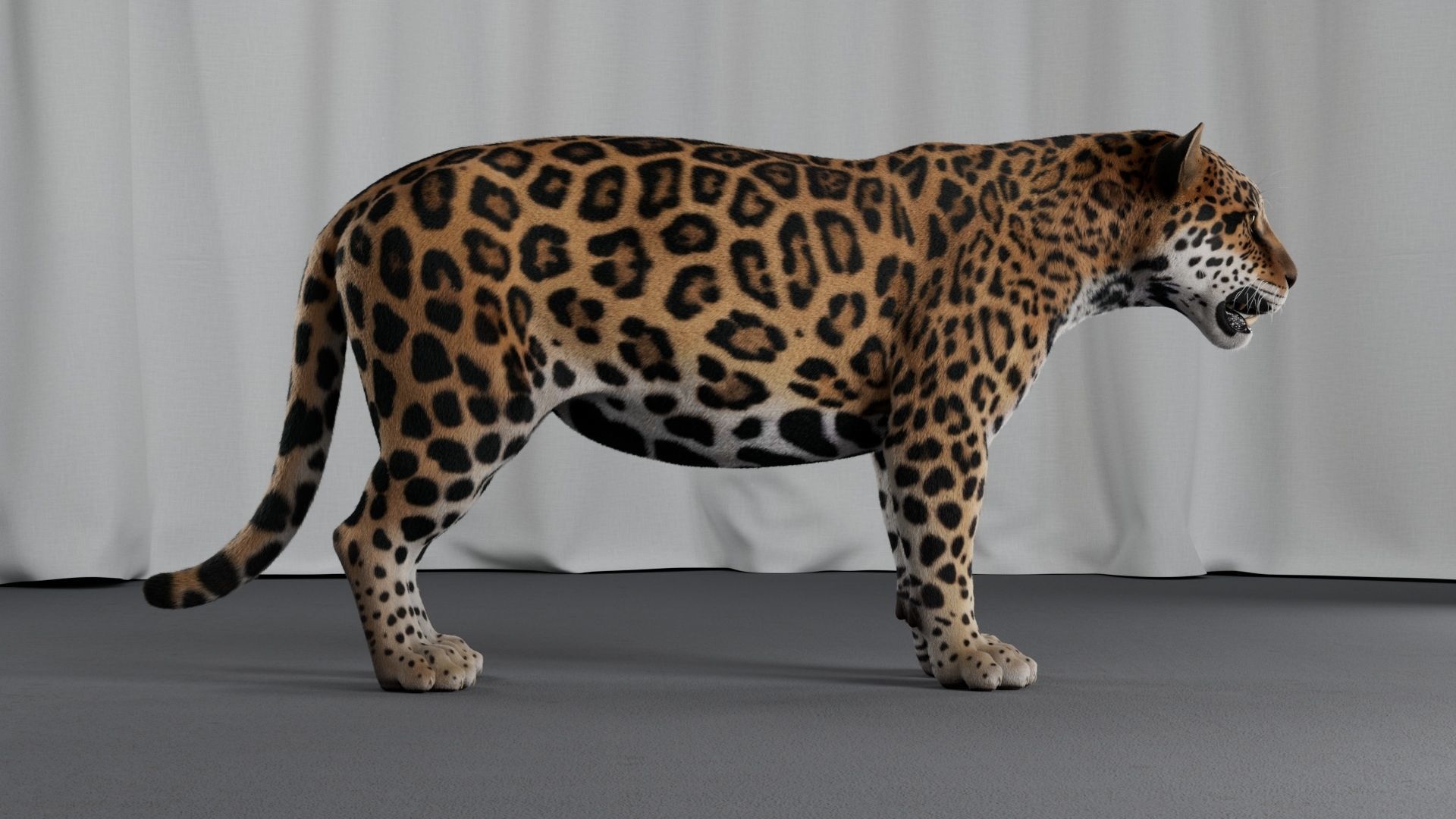 Jaguar For Production 3D model_35