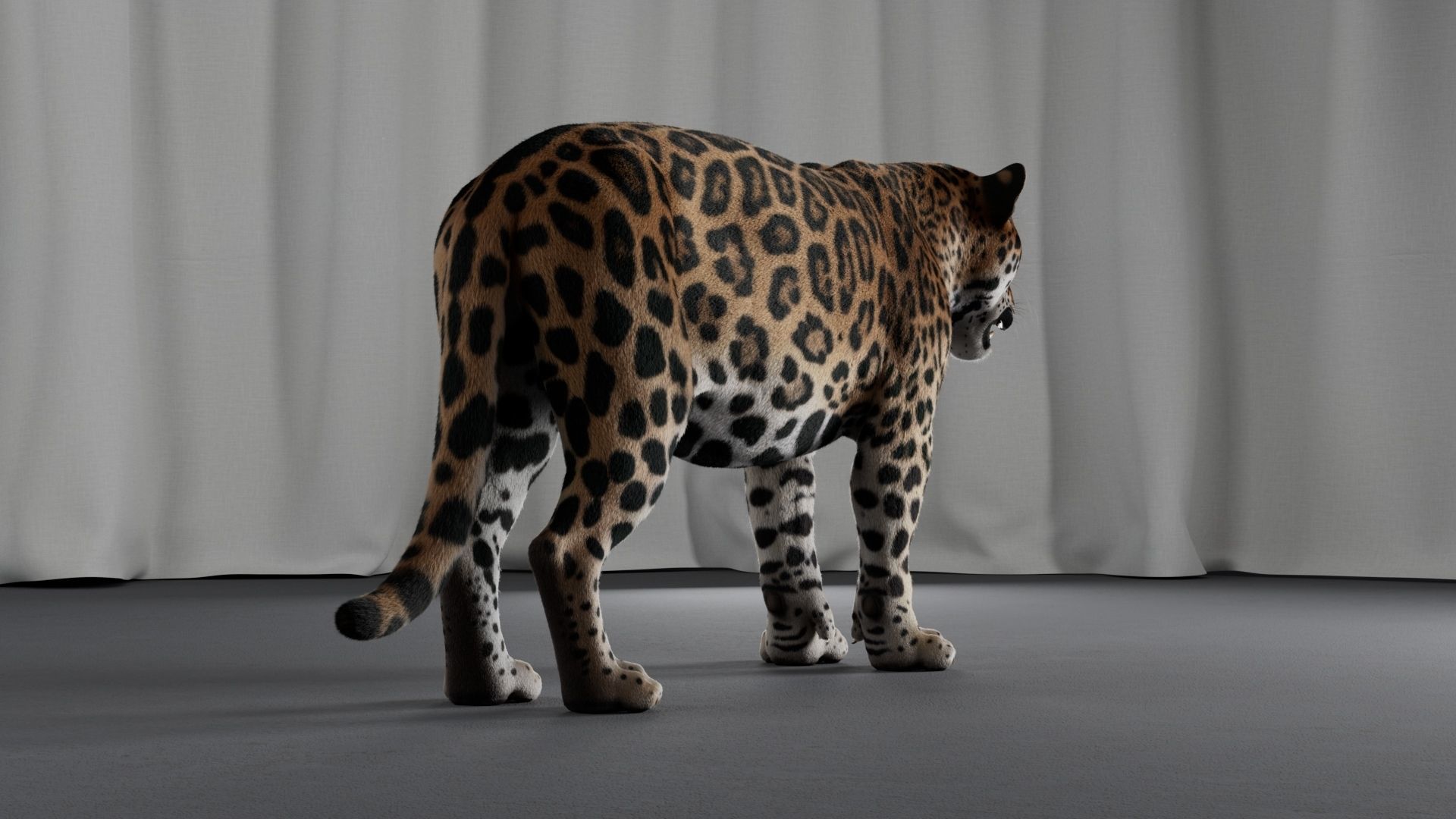 Jaguar For Production 3D model_33