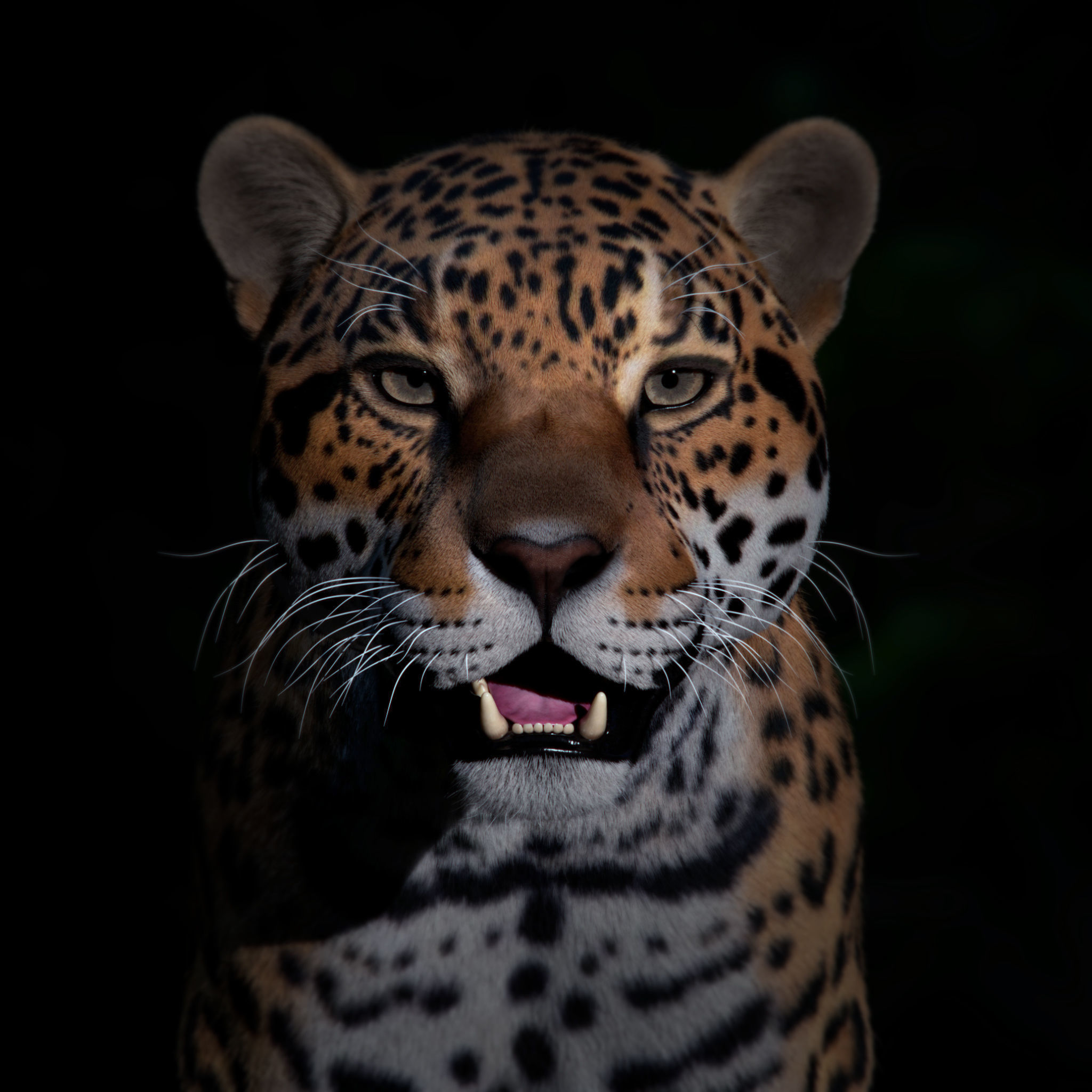 Jaguar For Production 3D model_39