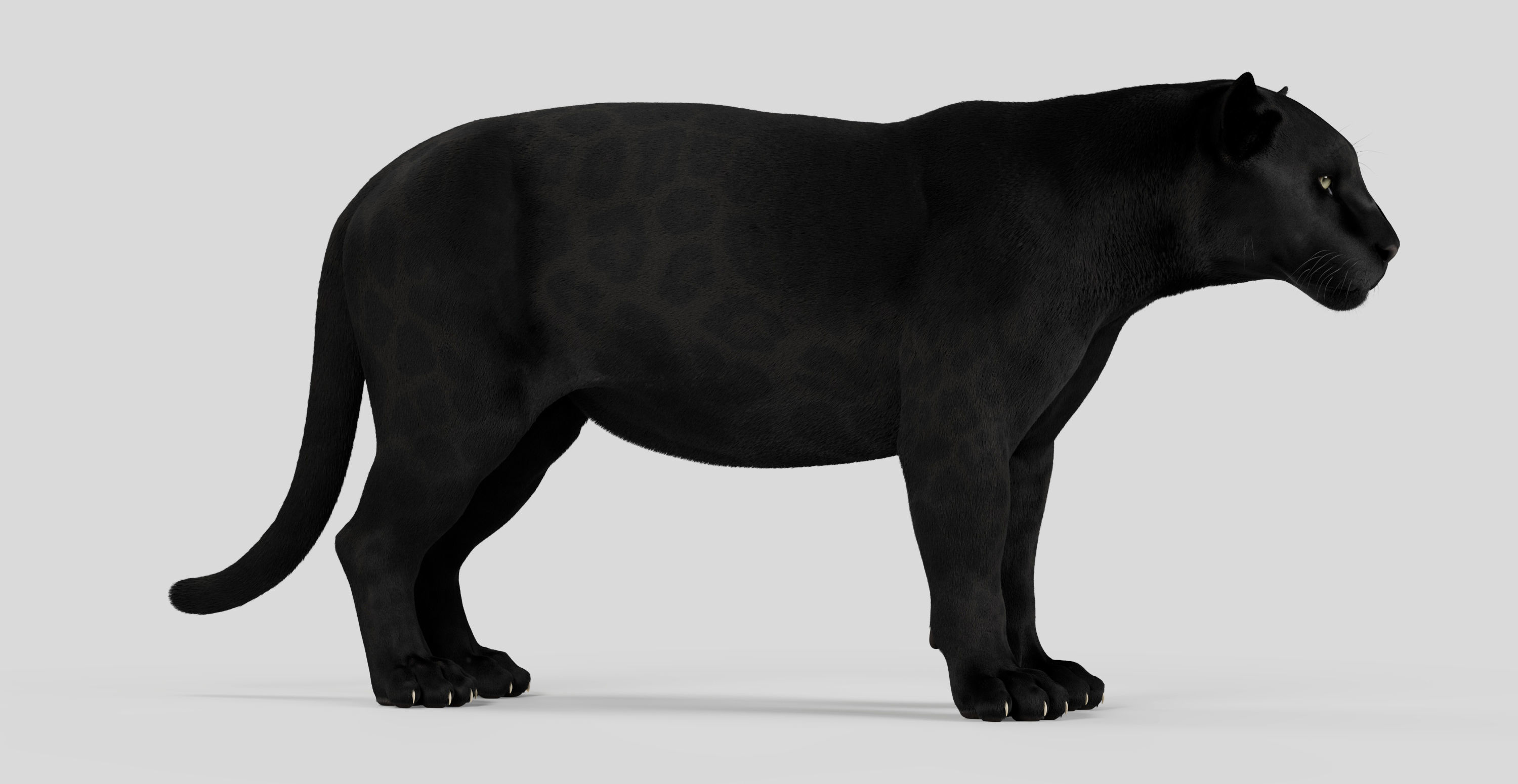 Jaguar For Production 3D model_45