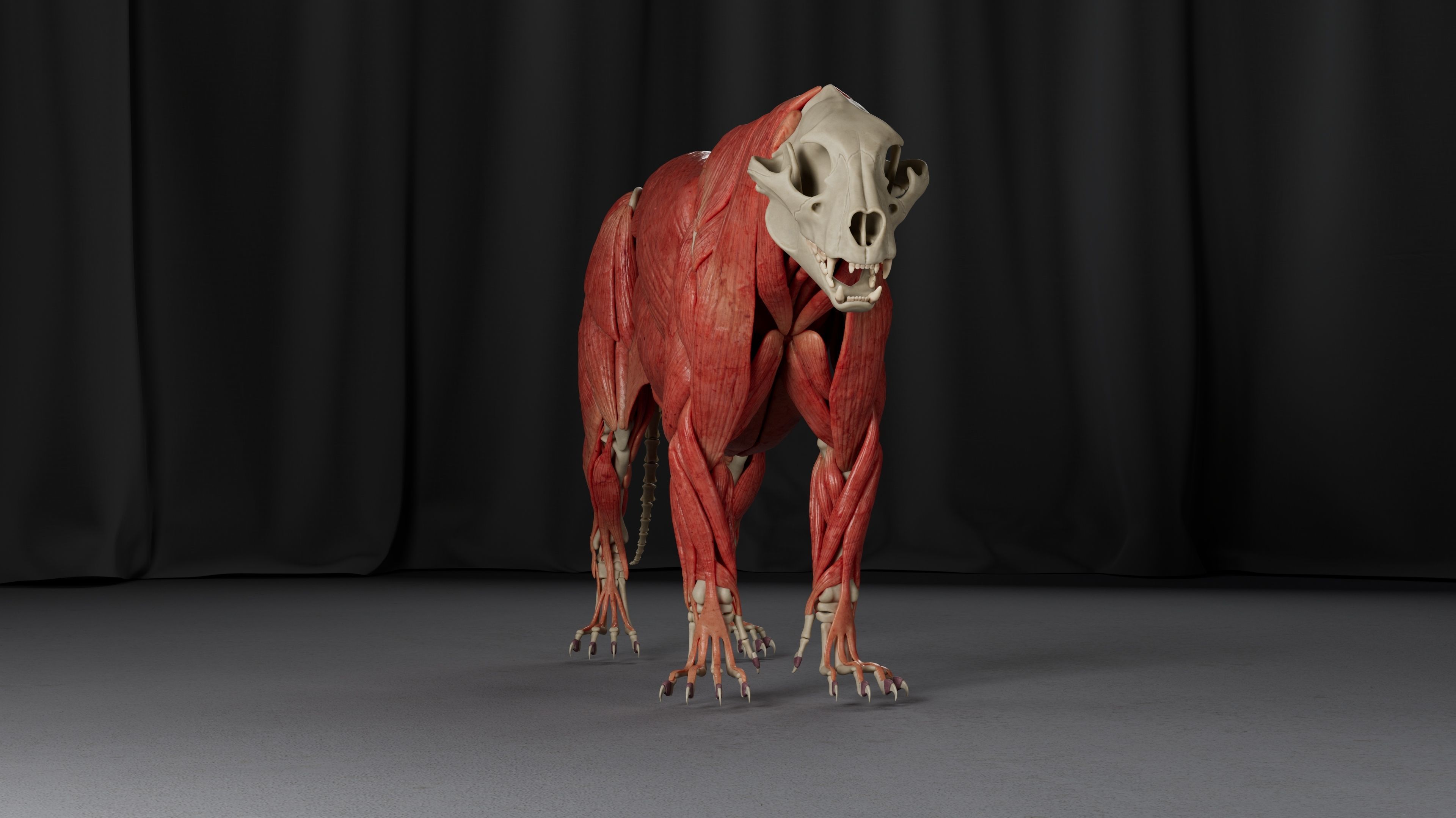 Jaguar For Production 3D model_15