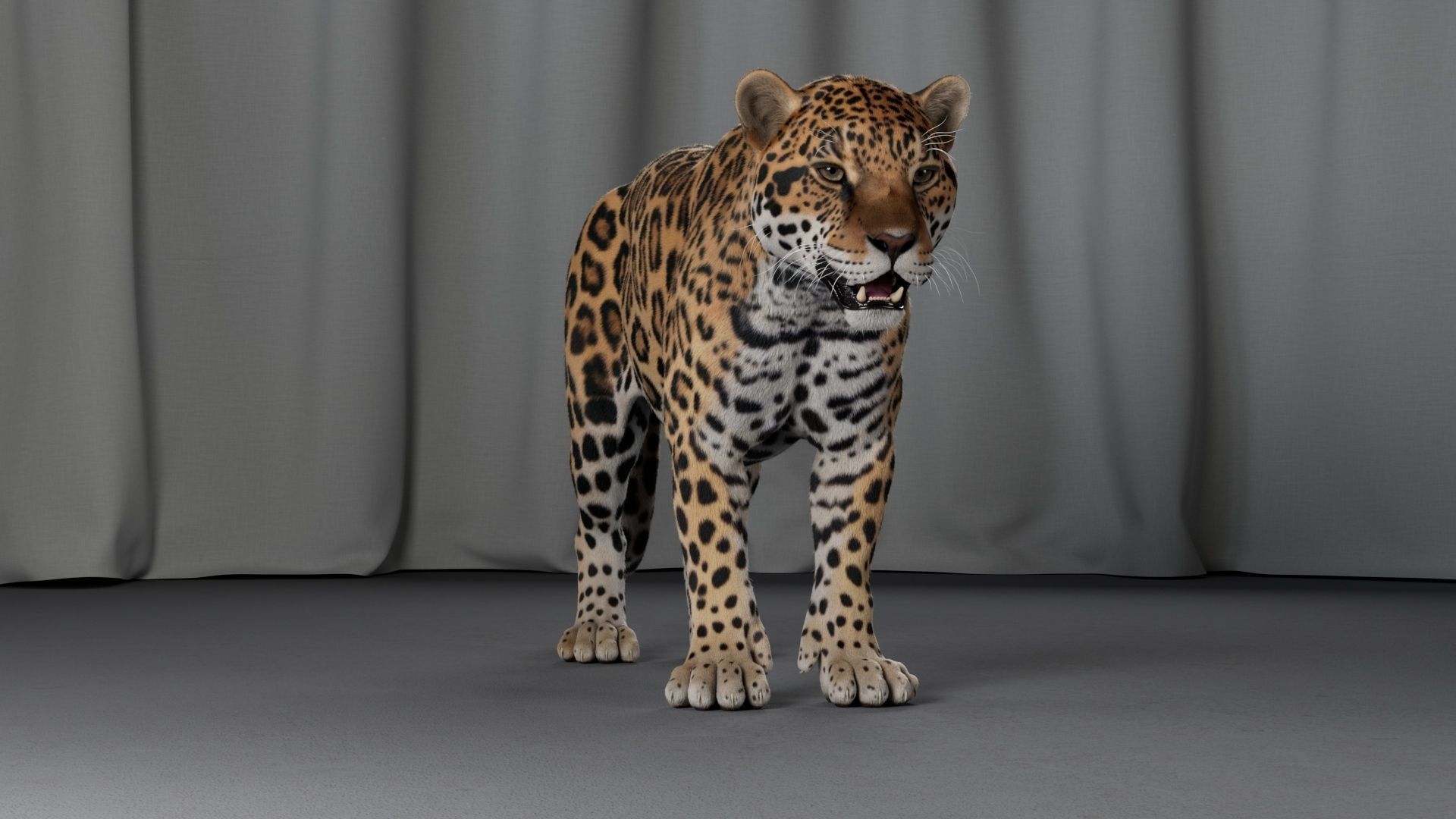Jaguar For Production 3D model_20