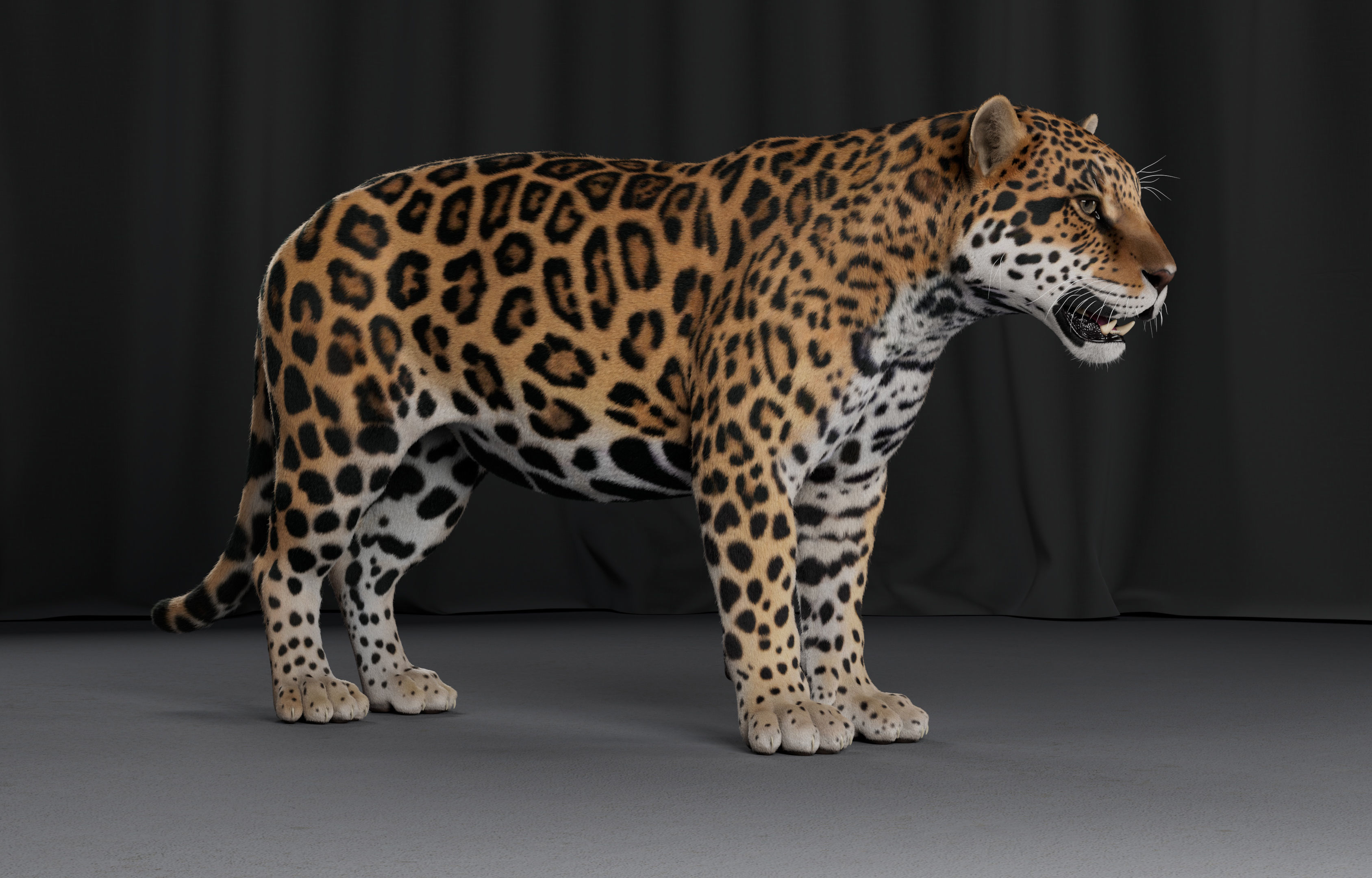 Jaguar For Production 3D model_9