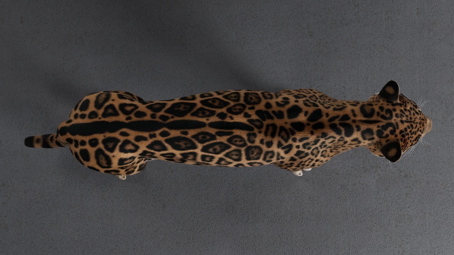 Jaguar For Production 3D model_17