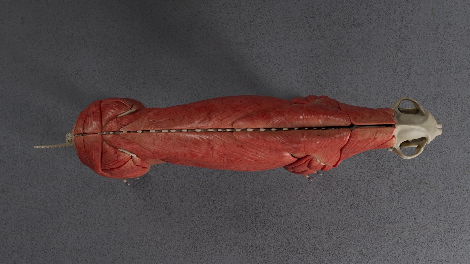 Jaguar For Production 3D model_18