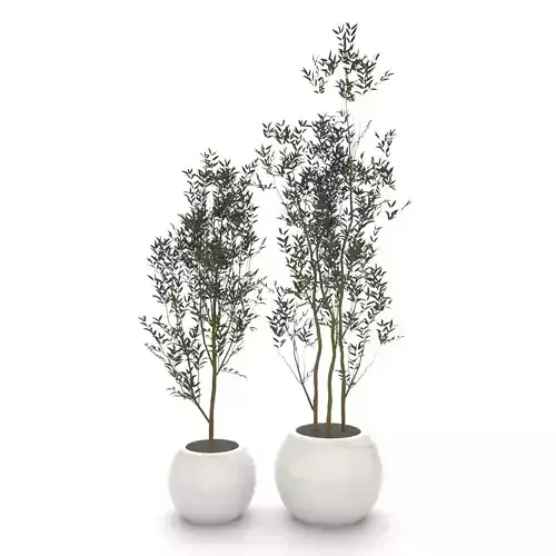 Indoor Plant Olive Set101