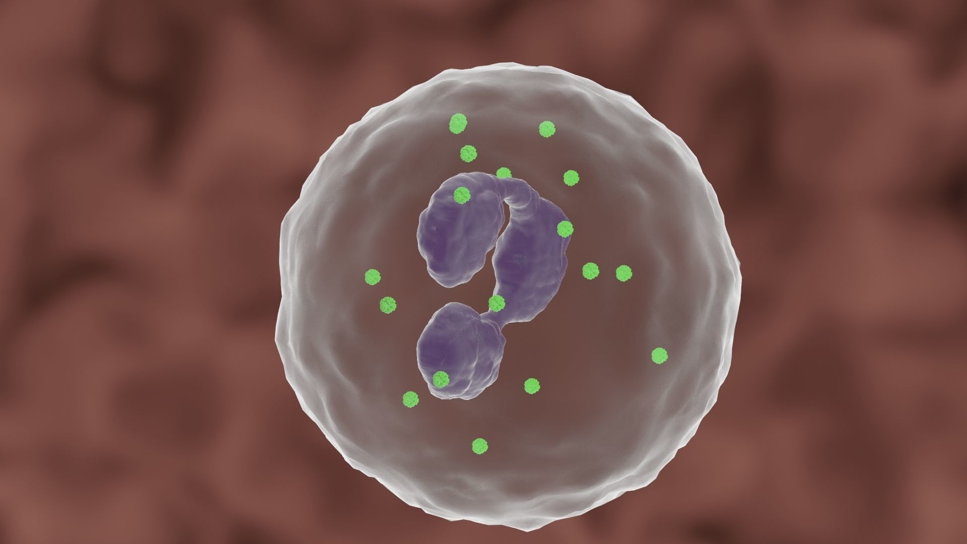 Granulocyte cell 3D model_4