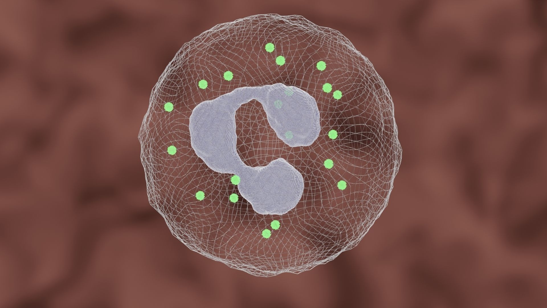 Granulocyte cell 3D model_7