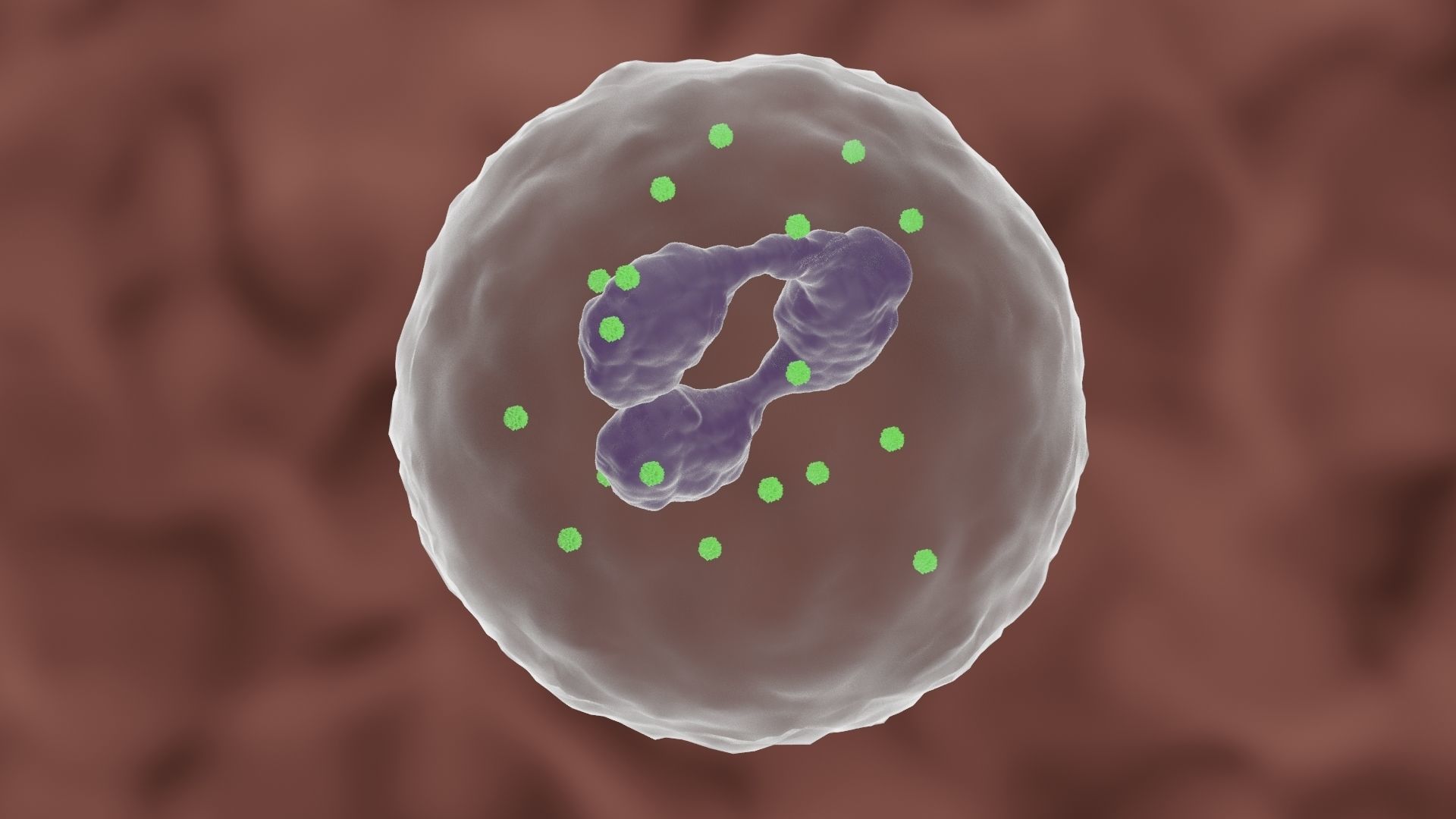 Granulocyte cell 3D model_5