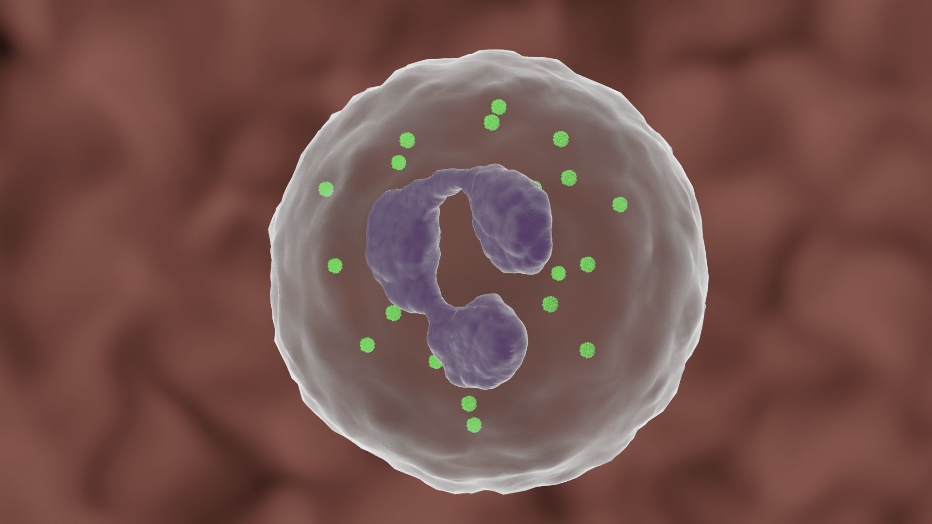 Granulocyte cell 3D model_2
