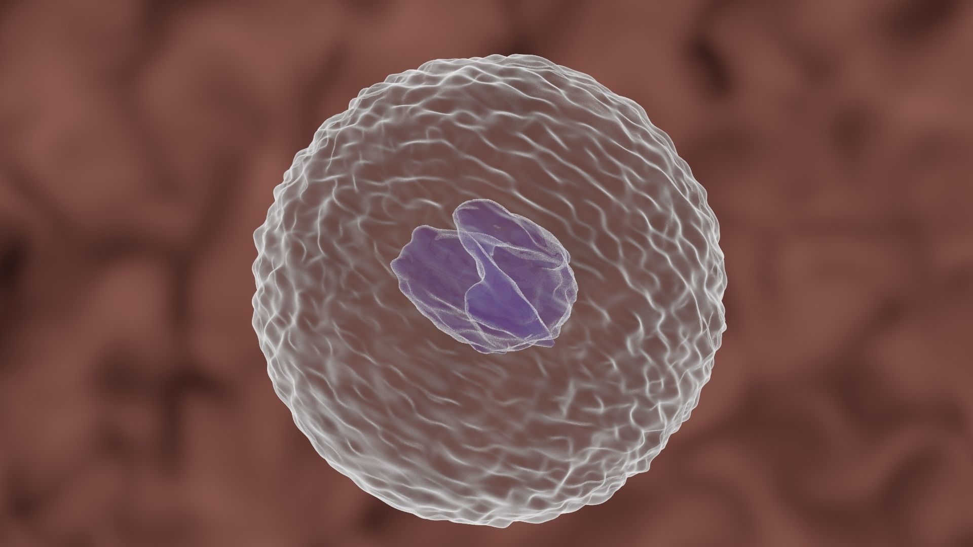 Monocyte cell 3D model_3